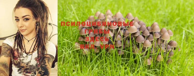 что такое наркотик  Инсар  Псилоцибиновые грибы Psilocybe 